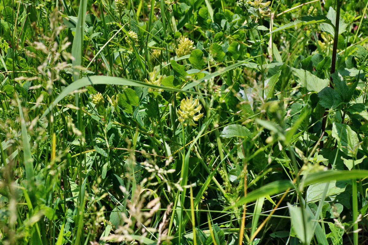 IMG-2016-06-06-00018624p_Bildgr��e �ndern