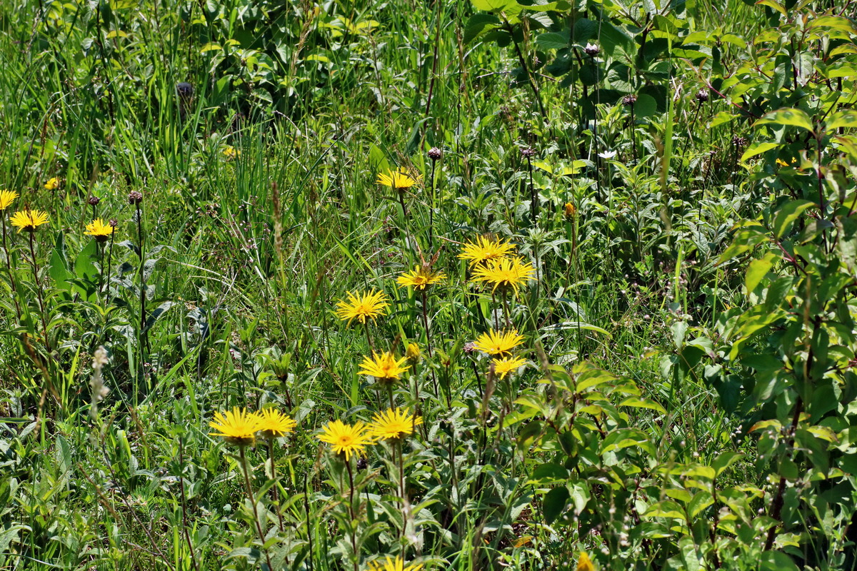 IMG-2016-06-06-00018633p_Bildgr��e �ndern