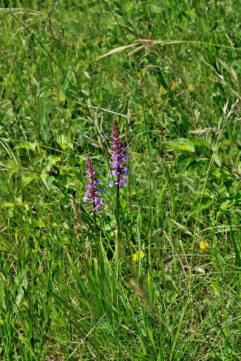 IMG-2016-06-06-00018637p_Bildgr��e �ndern