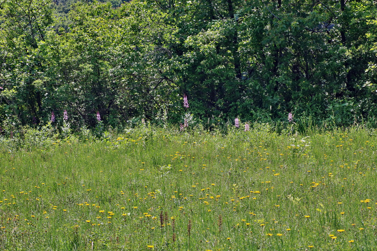 IMG-2016-06-06-00018641p_Bildgr��e �ndern