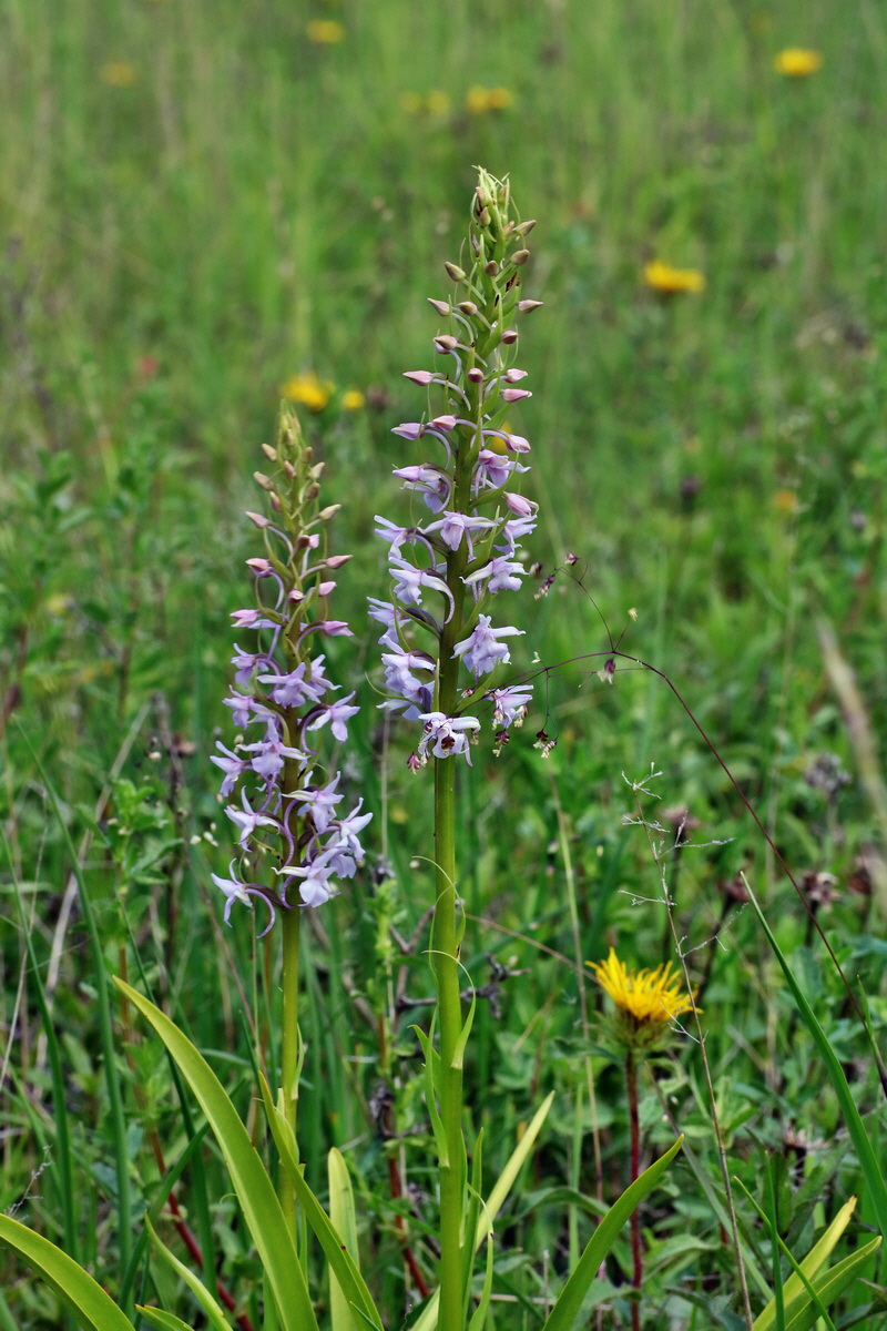 IMG-2016-06-06-00018650p_Bildgr��e �ndern