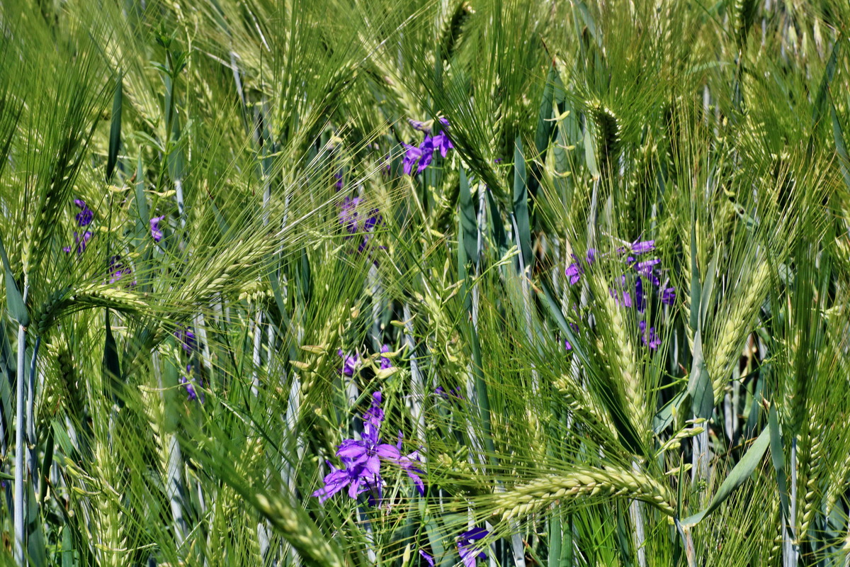 IMG-2016-06-06-00018670p_Bildgr��e �ndern