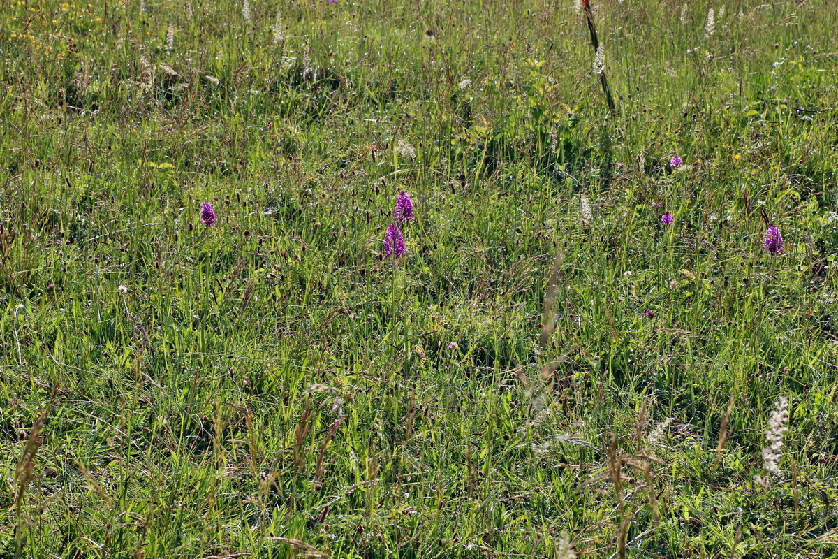 IMG-2016-06-07-00018690p_Bildgr��e �ndern