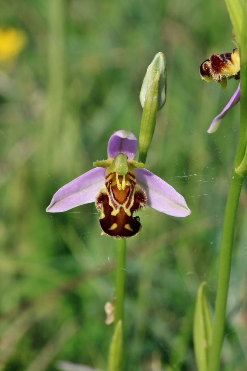 IMG-2016-06-07-00018910p_Bildgr��e �ndern