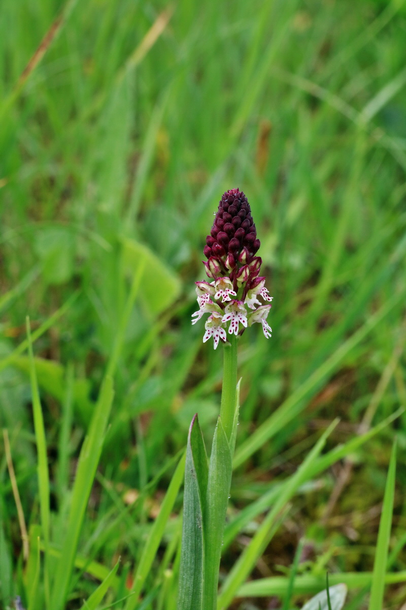 IMG-2016-06-12-00019046p_Bildgr��e �ndern