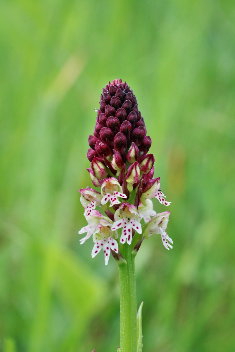 IMG-2016-06-12-00019048p_Bildgr��e �ndern