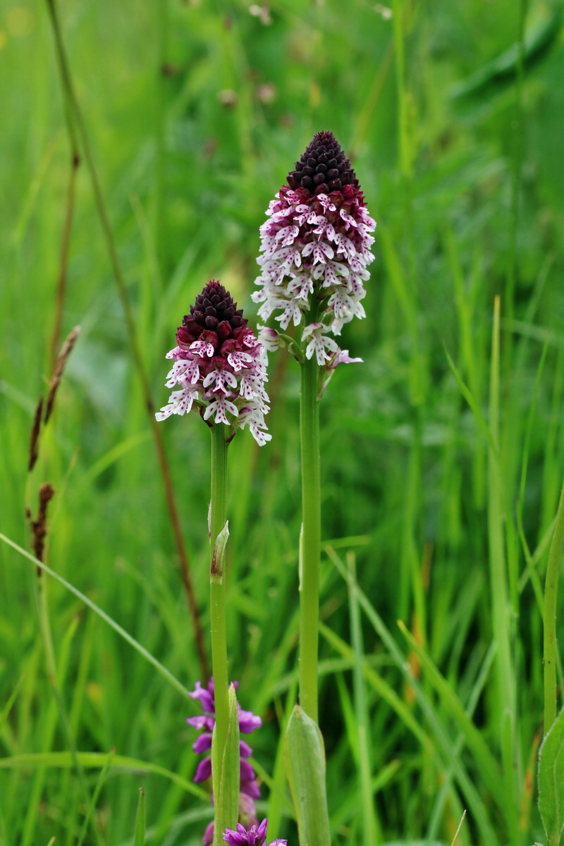 IMG-2016-06-12-00019055p_Bildgr��e �ndern