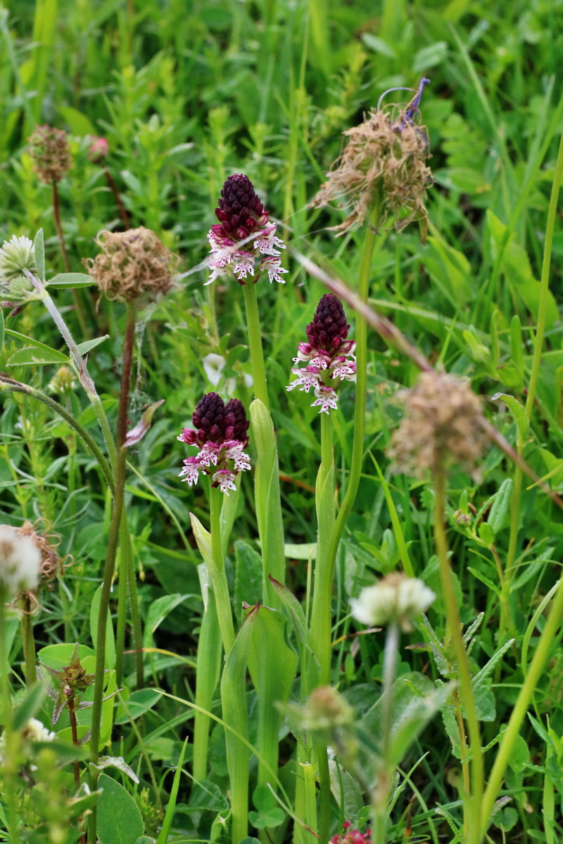 IMG-2016-06-12-00019068p_Bildgr��e �ndern