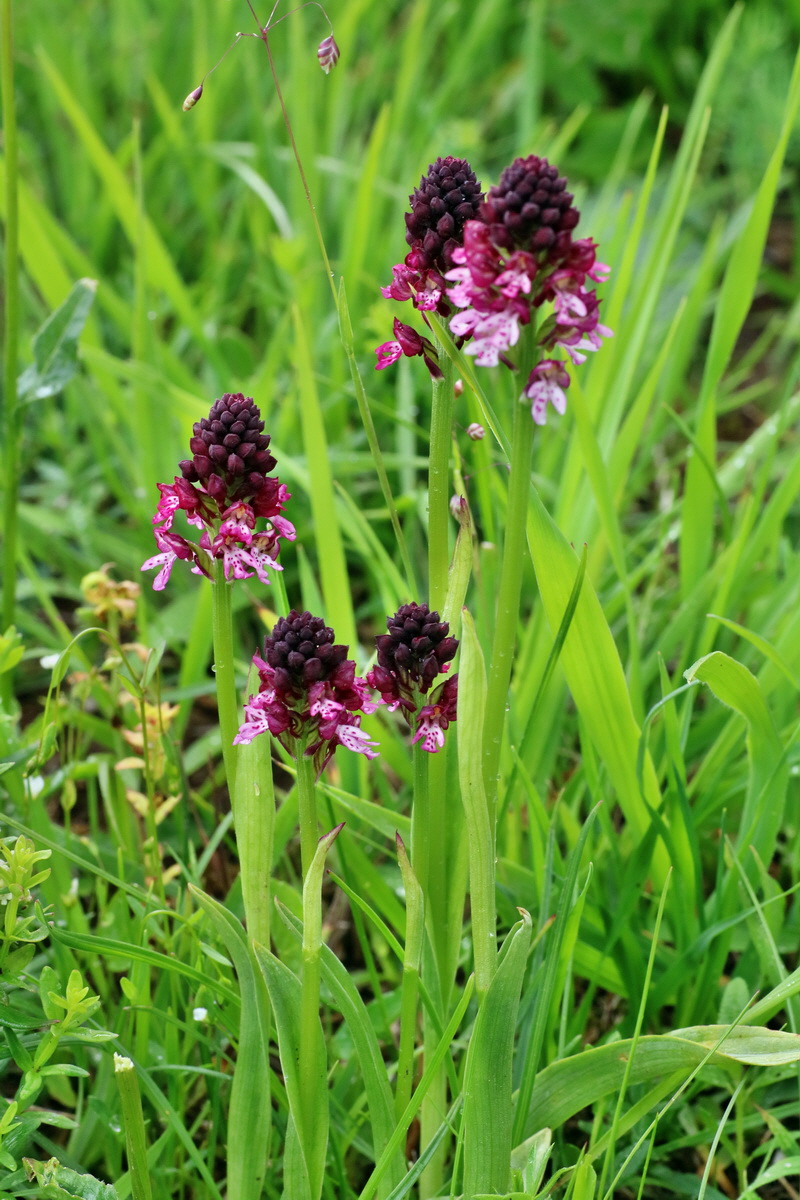 IMG-2016-06-12-00019078p_Bildgr��e �ndern