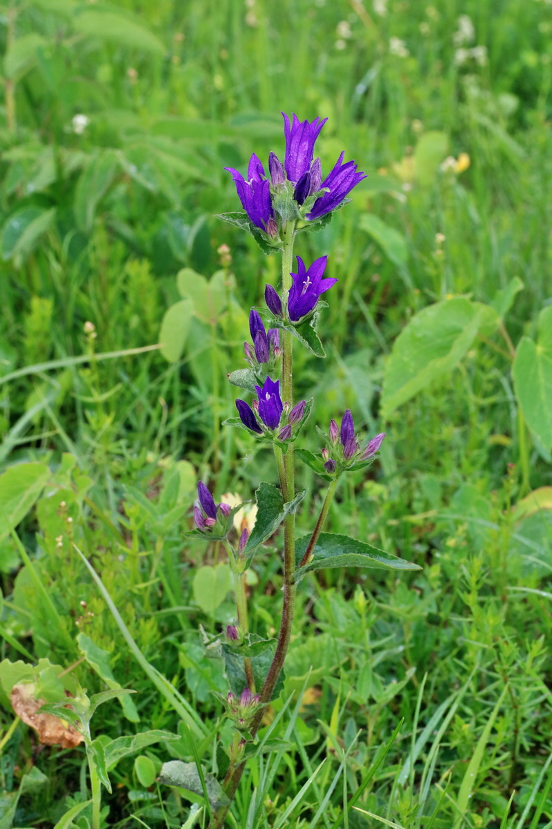 IMG-2016-06-12-00019101p_Bildgr��e �ndern