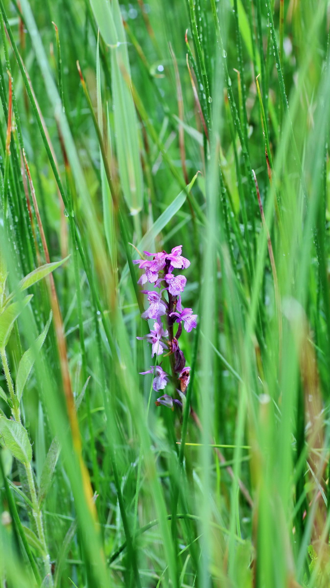 IMG-2016-06-12-00019110p_Bildgr��e �ndern