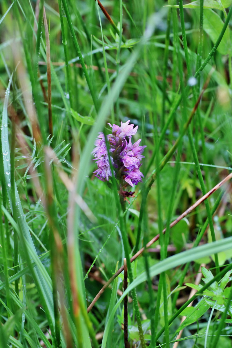 IMG-2016-06-12-00019113p_Bildgr��e �ndern