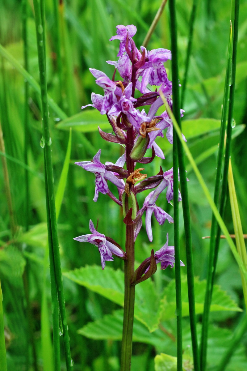 IMG-2016-06-12-00019136p_Bildgr��e �ndern