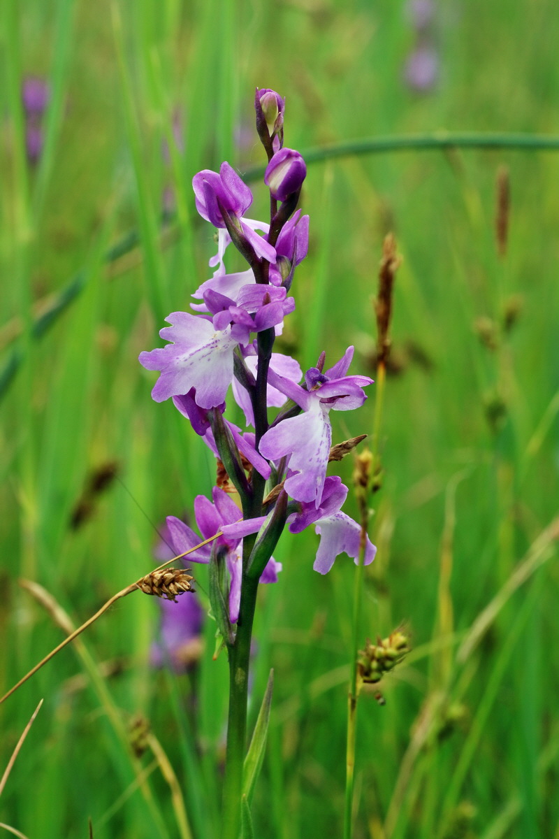 IMG-2016-06-12-00019242p_Bildgr��e �ndern