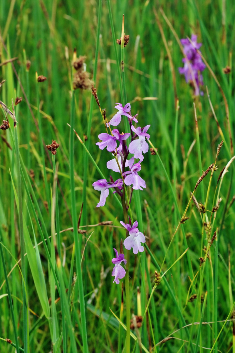 IMG-2016-06-12-00019246p_Bildgr��e �ndern