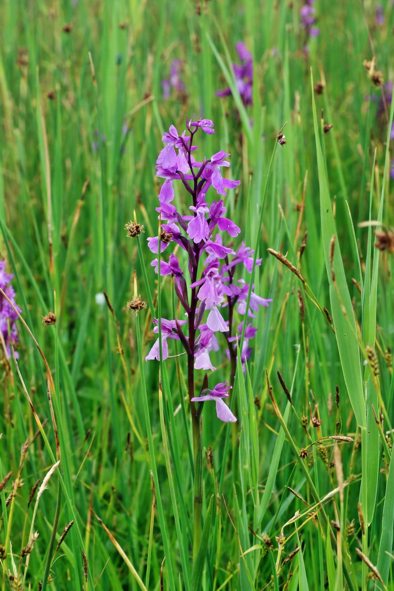 IMG-2016-06-12-00019248p_Bildgr��e �ndern