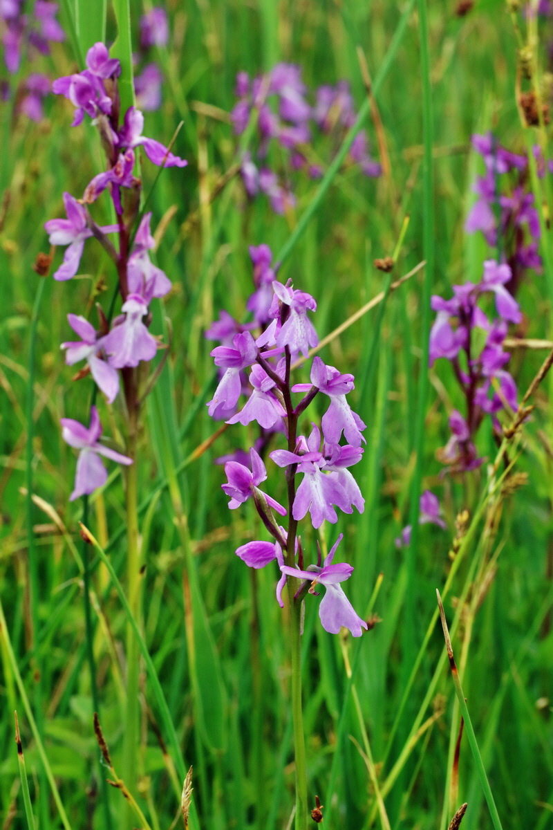 IMG-2016-06-12-00019250p_Bildgr��e �ndern