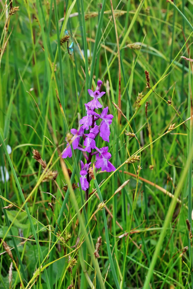 IMG-2016-06-12-00019255p_Bildgr��e �ndern