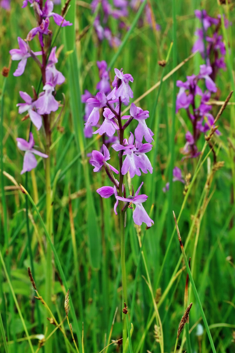 IMG-2016-06-12-00019258p_Bildgr��e �ndern