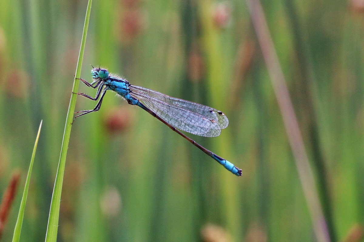 IMG-2016-06-12-00019269pa_Bildgr��e �ndern