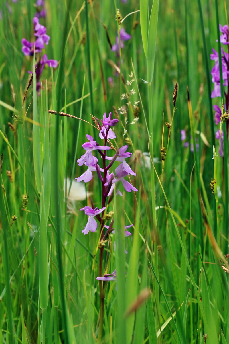 IMG-2016-06-12-00019278p_Bildgr��e �ndern