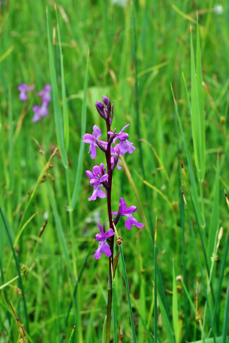 IMG-2016-06-12-00019283p_Bildgr��e �ndern