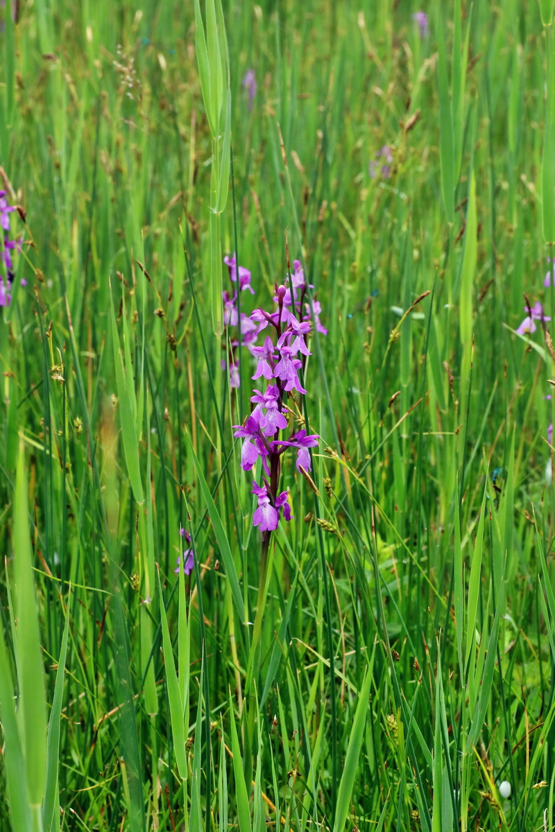 IMG-2016-06-12-00019285p_Bildgr��e �ndern