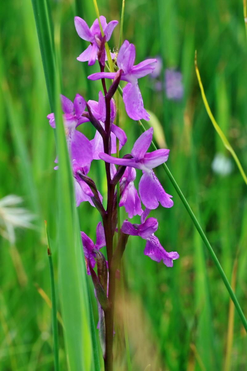 IMG-2016-06-12-00019310p_Bildgr��e �ndern