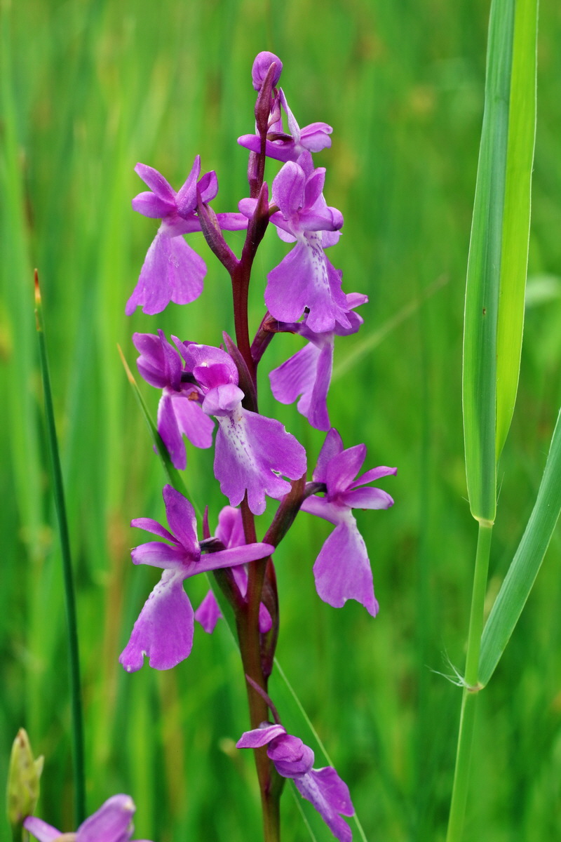 IMG-2016-06-12-00019337p_Bildgr��e �ndern