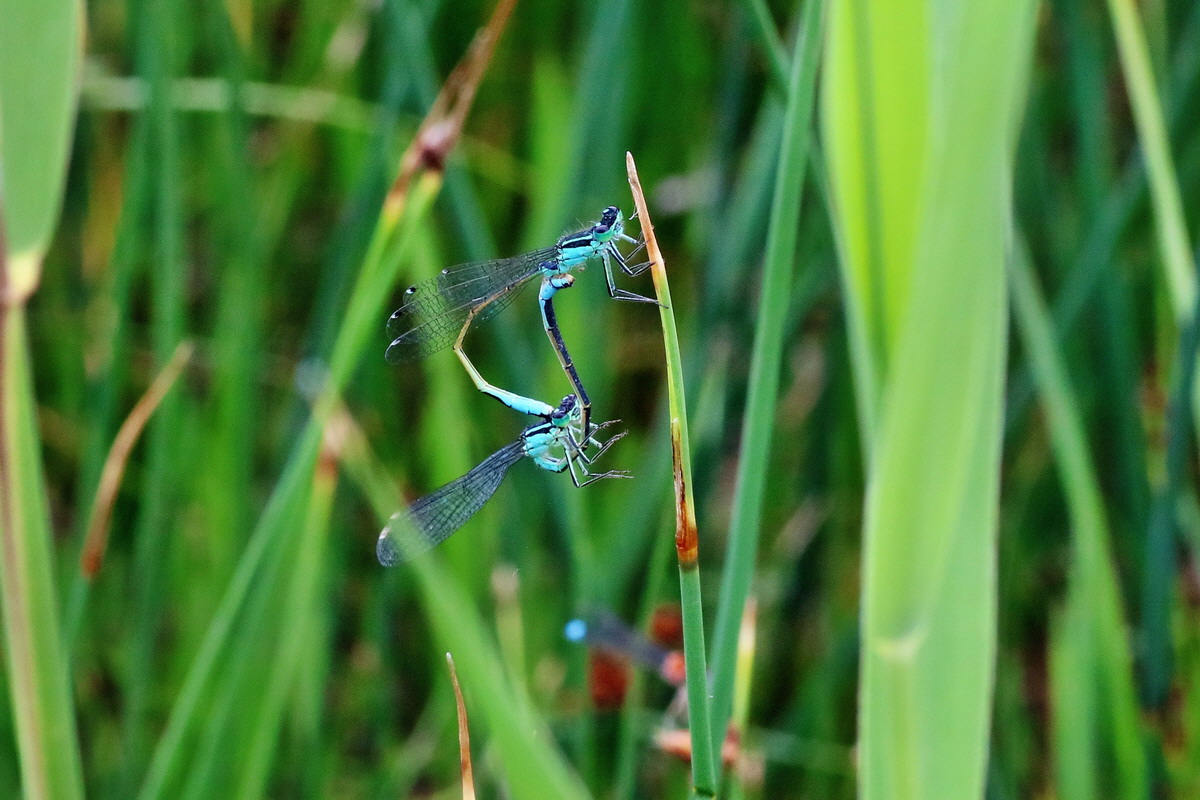 IMG-2016-06-12-00019339ap_Bildgr��e �ndern