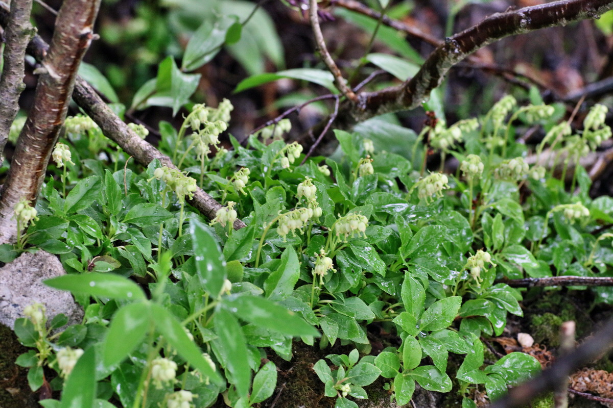 IMG-2016-06-12-00019346p_Bildgr��e �ndern