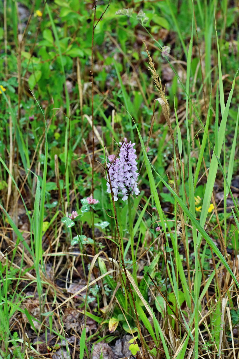 IMG-2016-06-12-00019365p_Bildgr��e �ndern