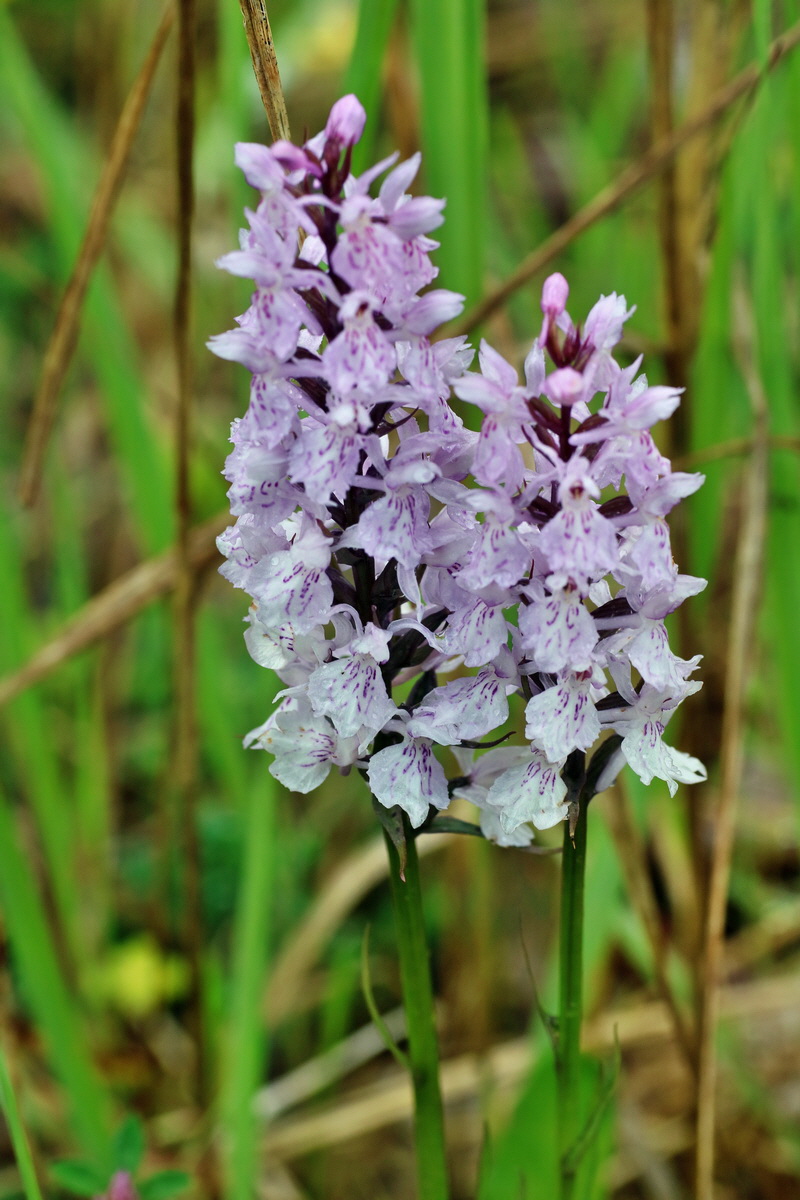 IMG-2016-06-12-00019371p_Bildgr��e �ndern