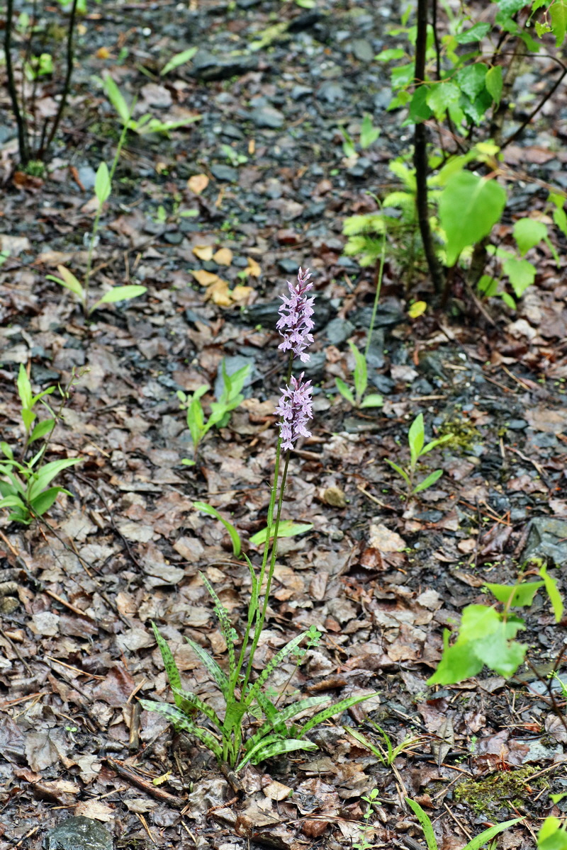 IMG-2016-06-12-00019375p_Bildgr��e �ndern