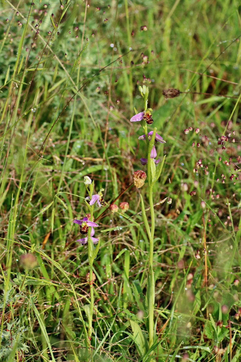 IMG-2016-06-13-00019400p_Bildgr��e �ndern