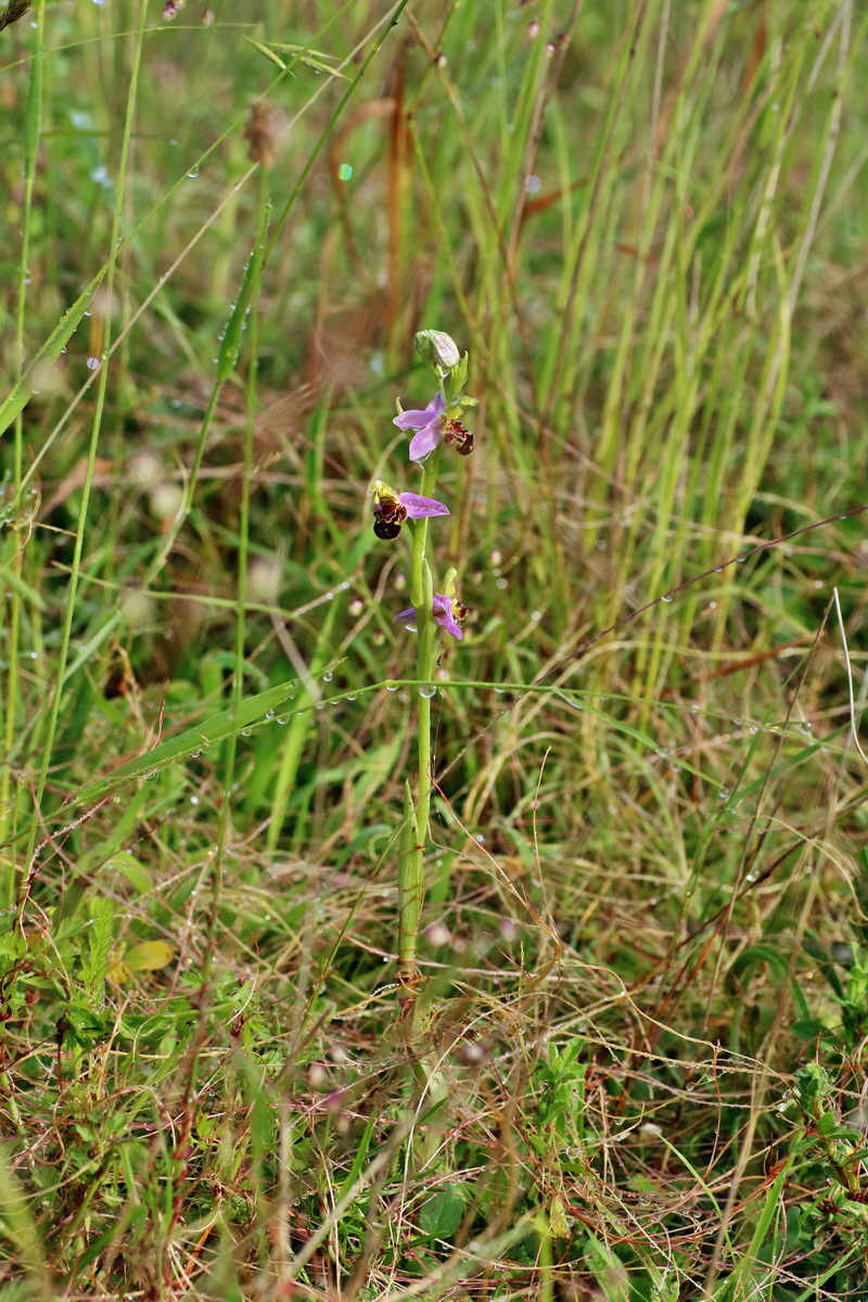 IMG-2016-06-13-00019408p_Bildgr��e �ndern