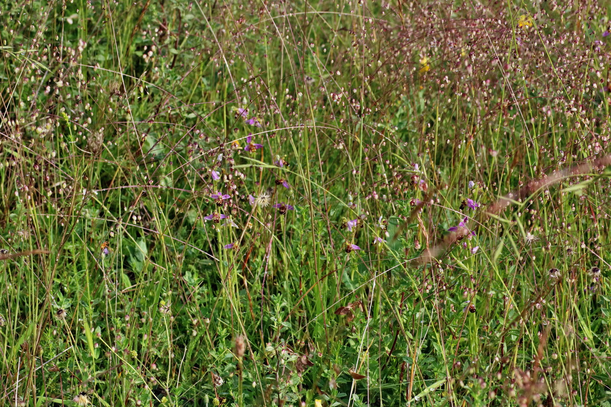 IMG-2016-06-13-00019436p_Bildgr��e �ndern