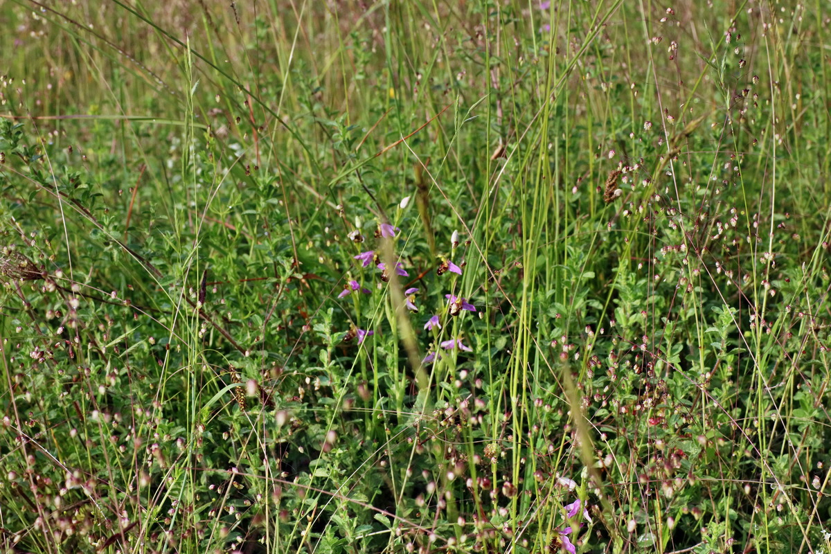 IMG-2016-06-13-00019438p_Bildgr��e �ndern