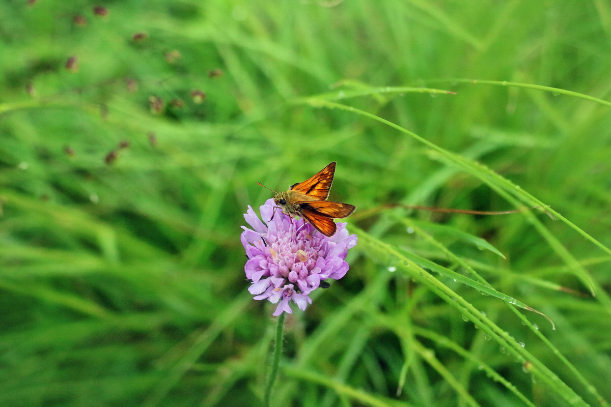 IMG-2016-06-13-00019534p_Bildgr��e �ndern