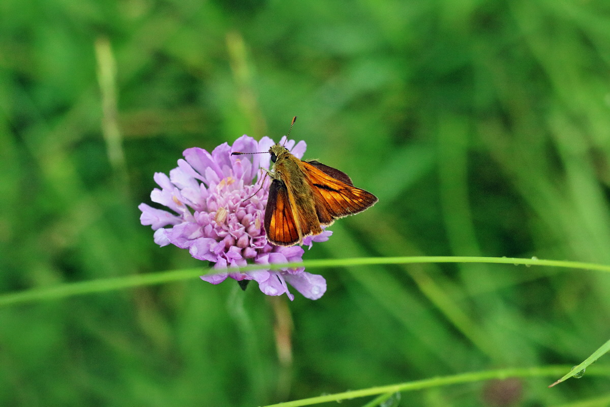 IMG-2016-06-13-00019537p_Bildgr��e �ndern