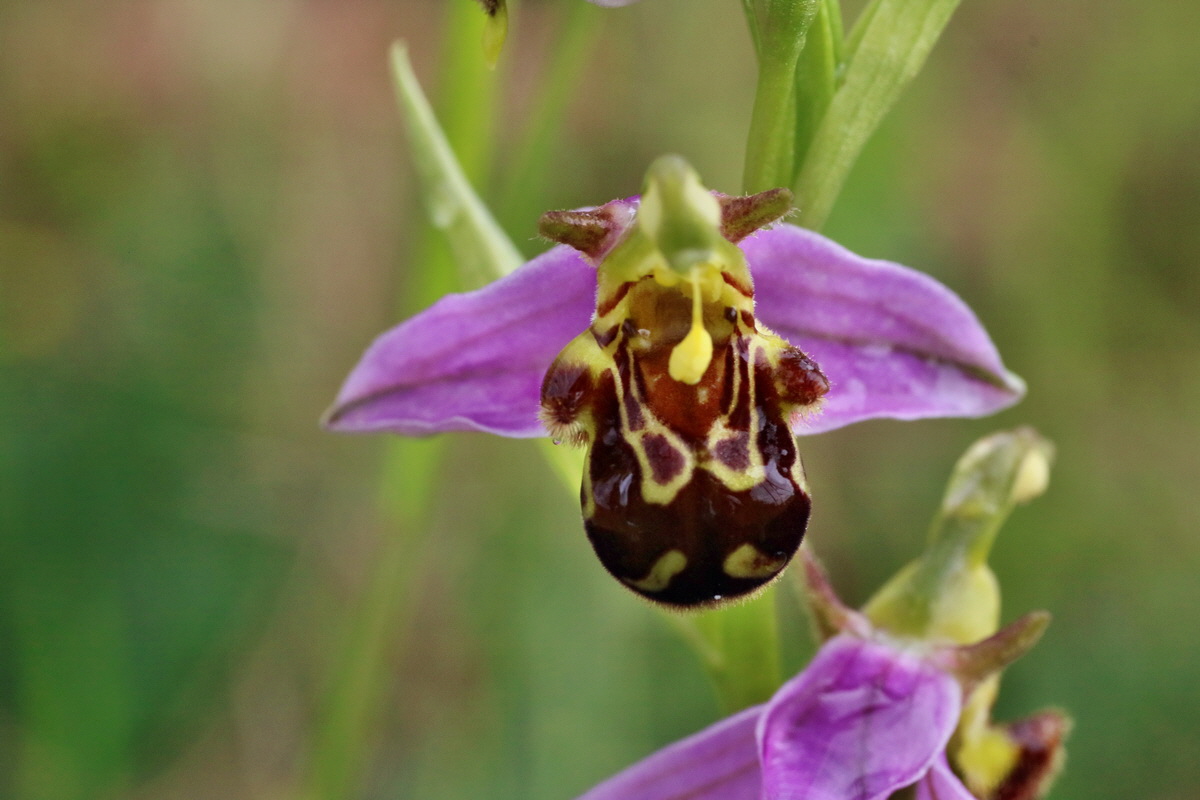 IMG-2016-06-13-00019594p_Bildgr��e �ndern