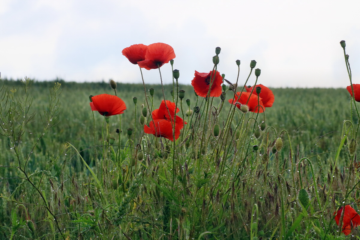 IMG-2016-06-13-00019605p_Bildgr��e �ndern