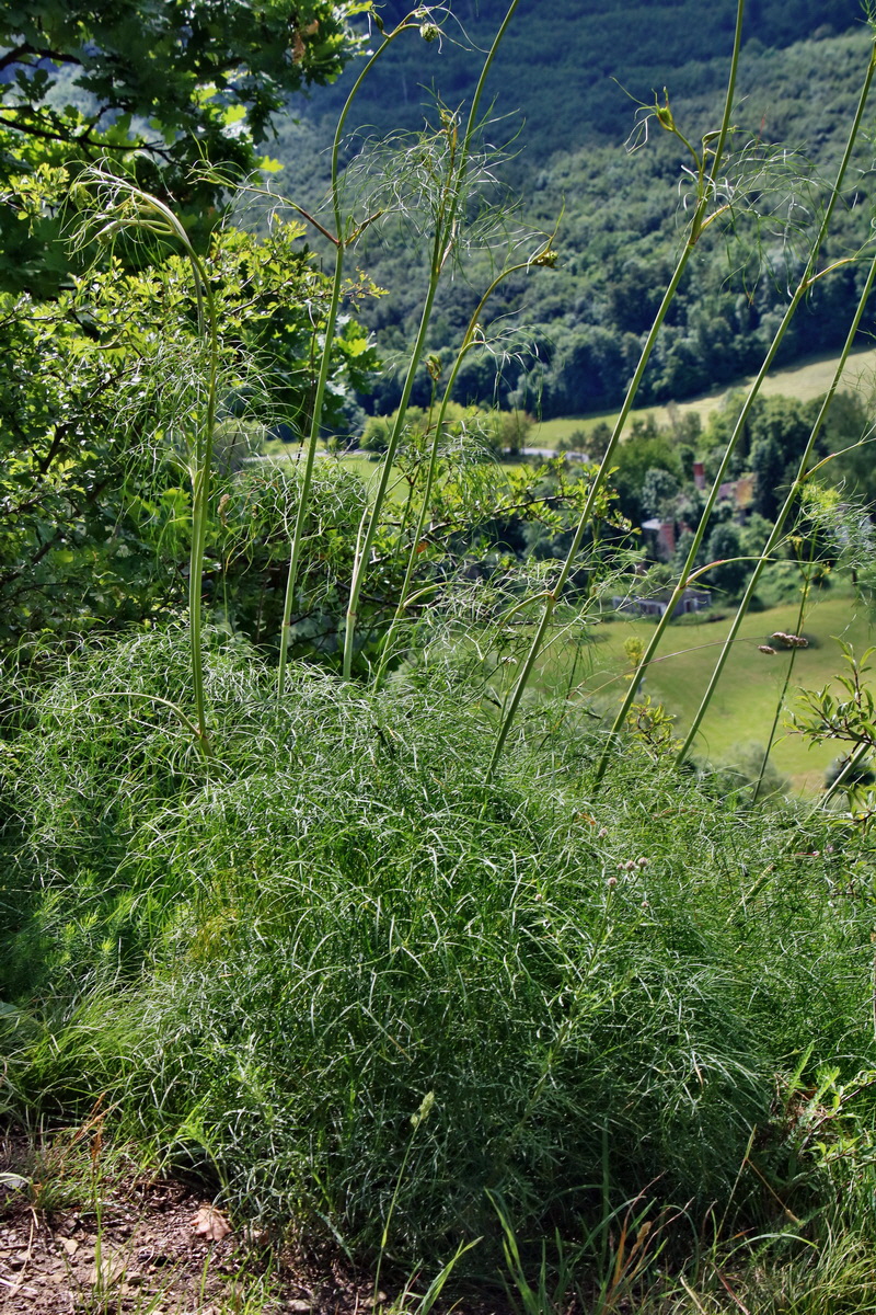 IMG-2016-06-18-00019651p_Bildgr��e �ndern