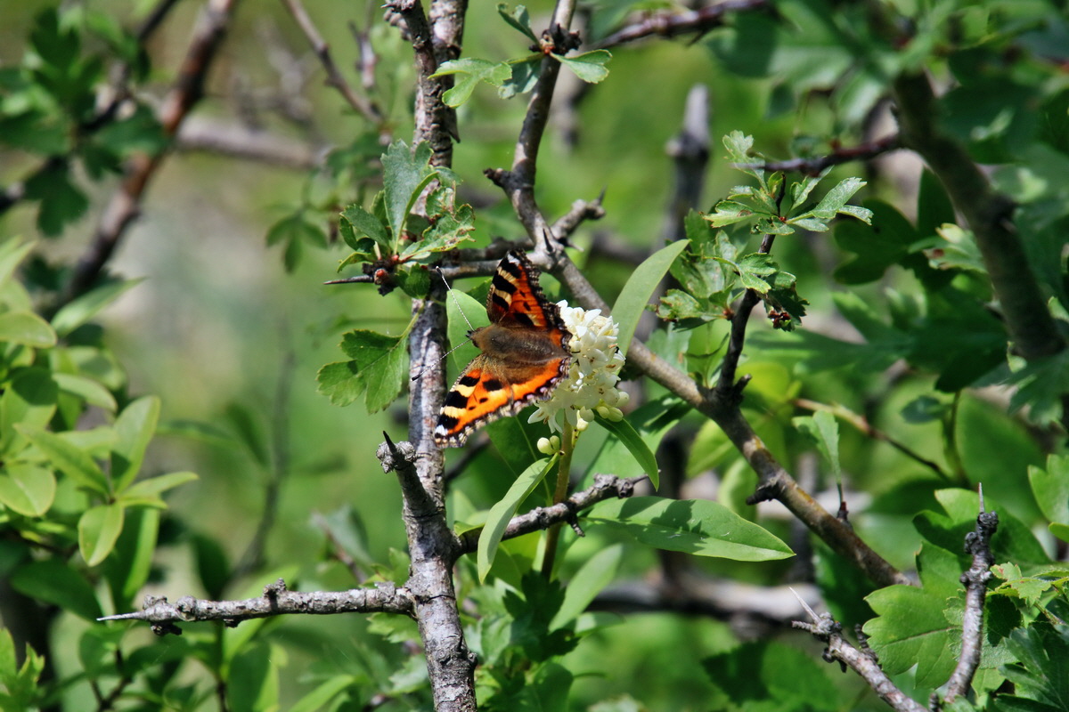 IMG-2016-06-18-00019674p_Bildgr��e �ndern