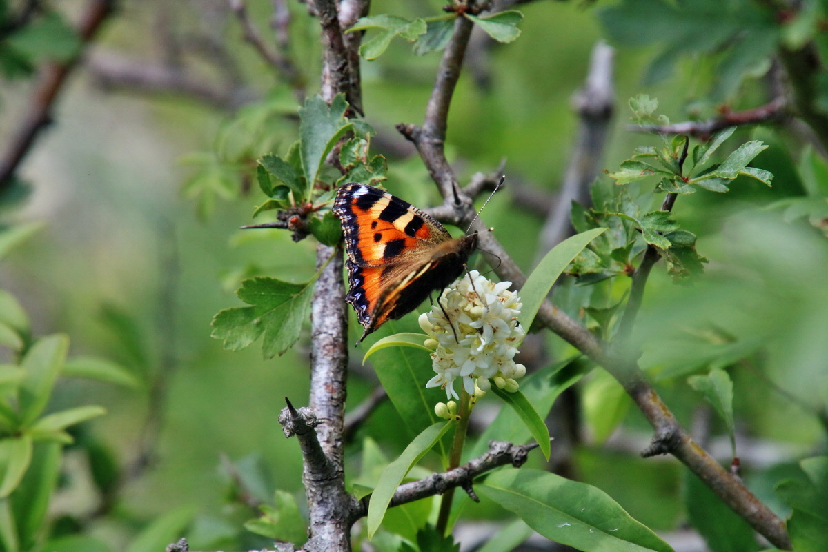 IMG-2016-06-18-00019680p_Bildgr��e �ndern