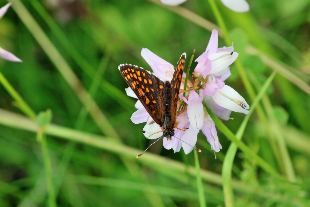 IMG-2016-06-18-00019729p_Bildgr��e �ndern