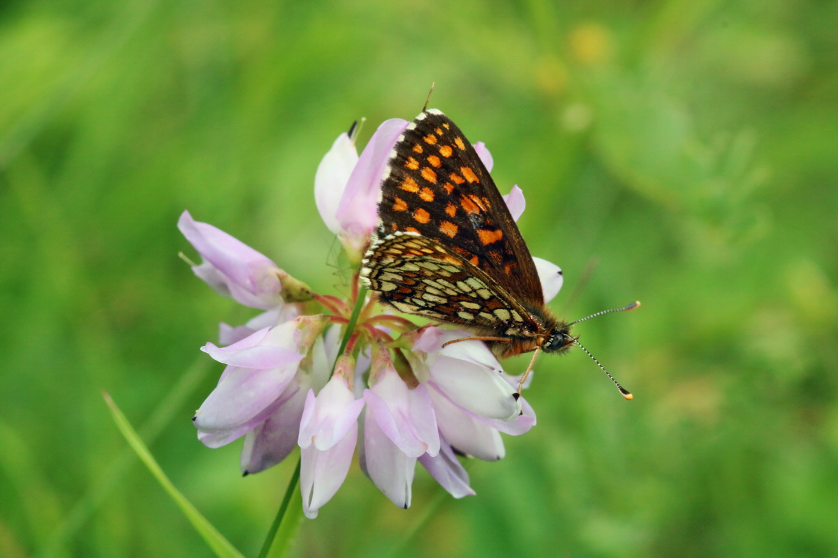 IMG-2016-06-18-00019734p_Bildgr��e �ndern