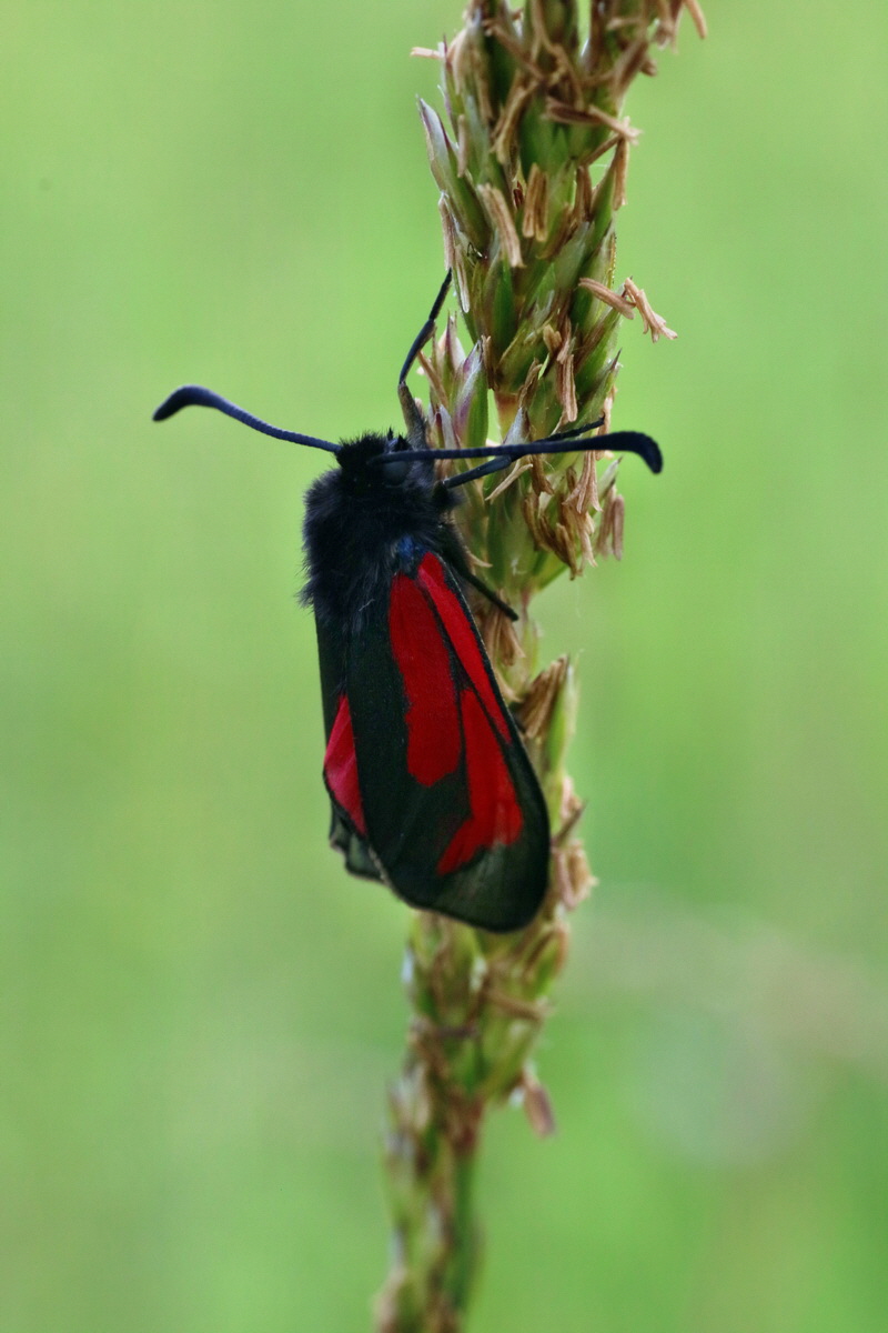 IMG-2016-06-18-00019791p_Bildgr��e �ndern