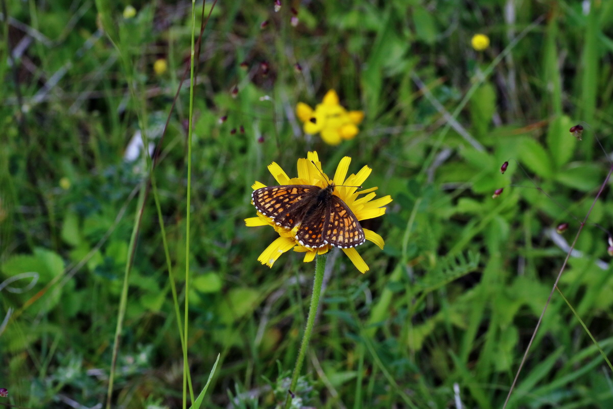 IMG-2016-06-18-00019824p_Bildgr��e �ndern