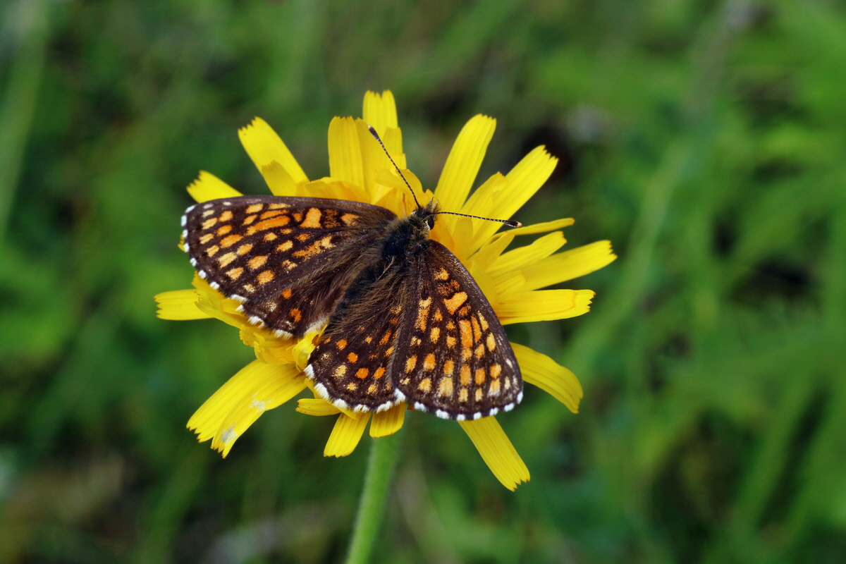 IMG-2016-06-18-00019827p_Bildgr��e �ndern